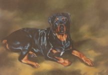 Grafik: Rottweiler