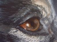 Grafik: Ausschnitt aus Hundeportrait Ronja