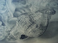 Grafik: Wellhornschnecke